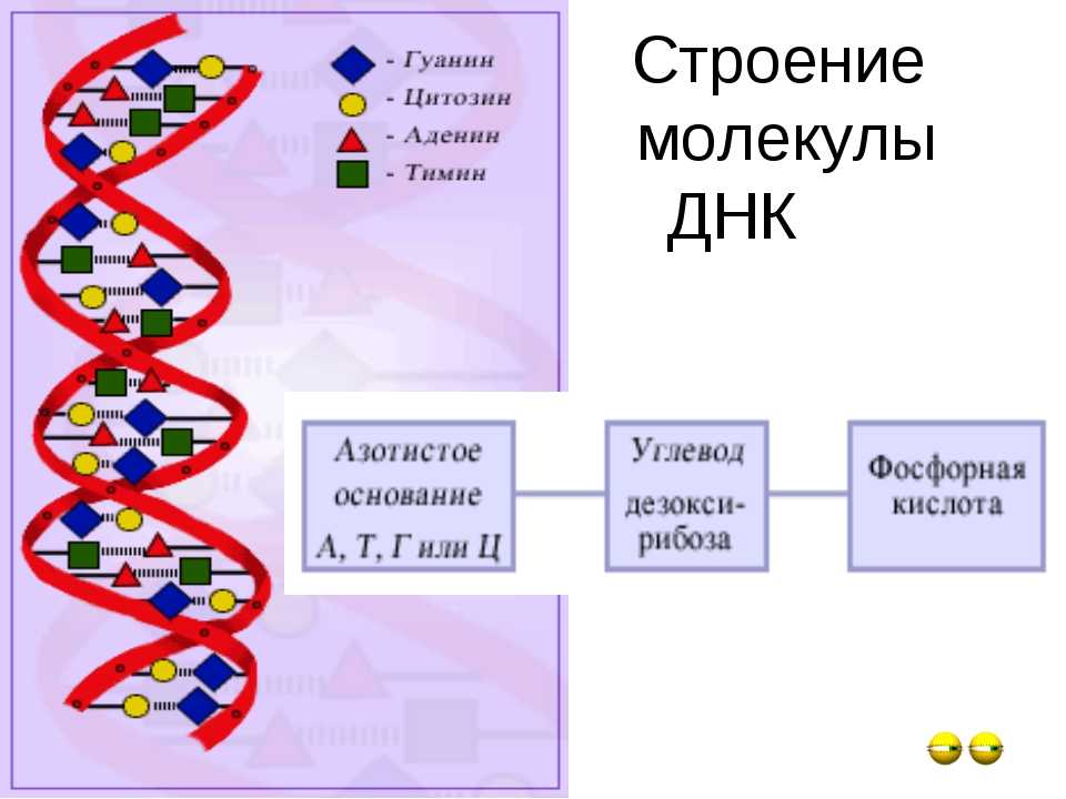 Клеточная теория ? история создания, основные положения