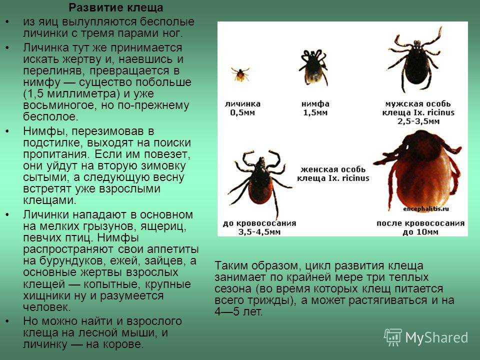 Описание и фото иксодовых клещей