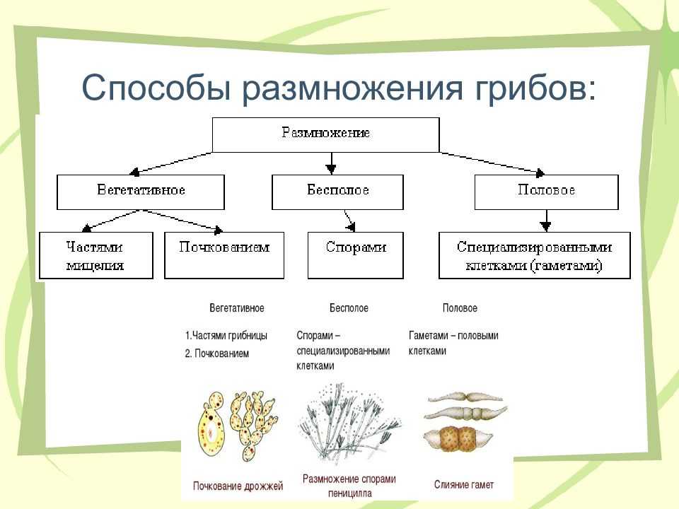 Размножение грибов