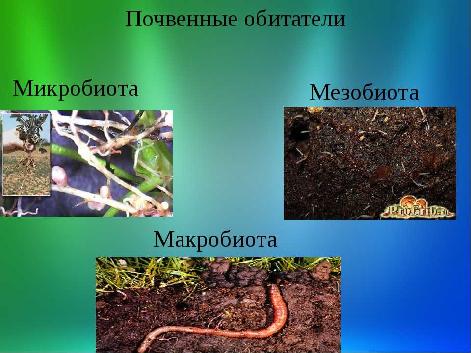 Тепловые свойства и тепловой режим почв