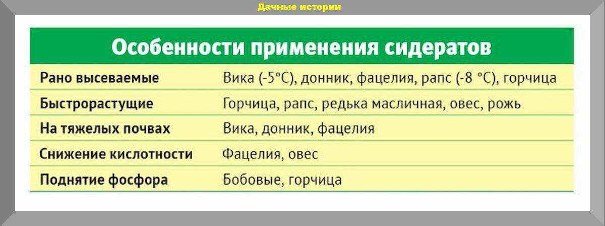 Овес: посадка, выращивание и уход в домашних условиях
