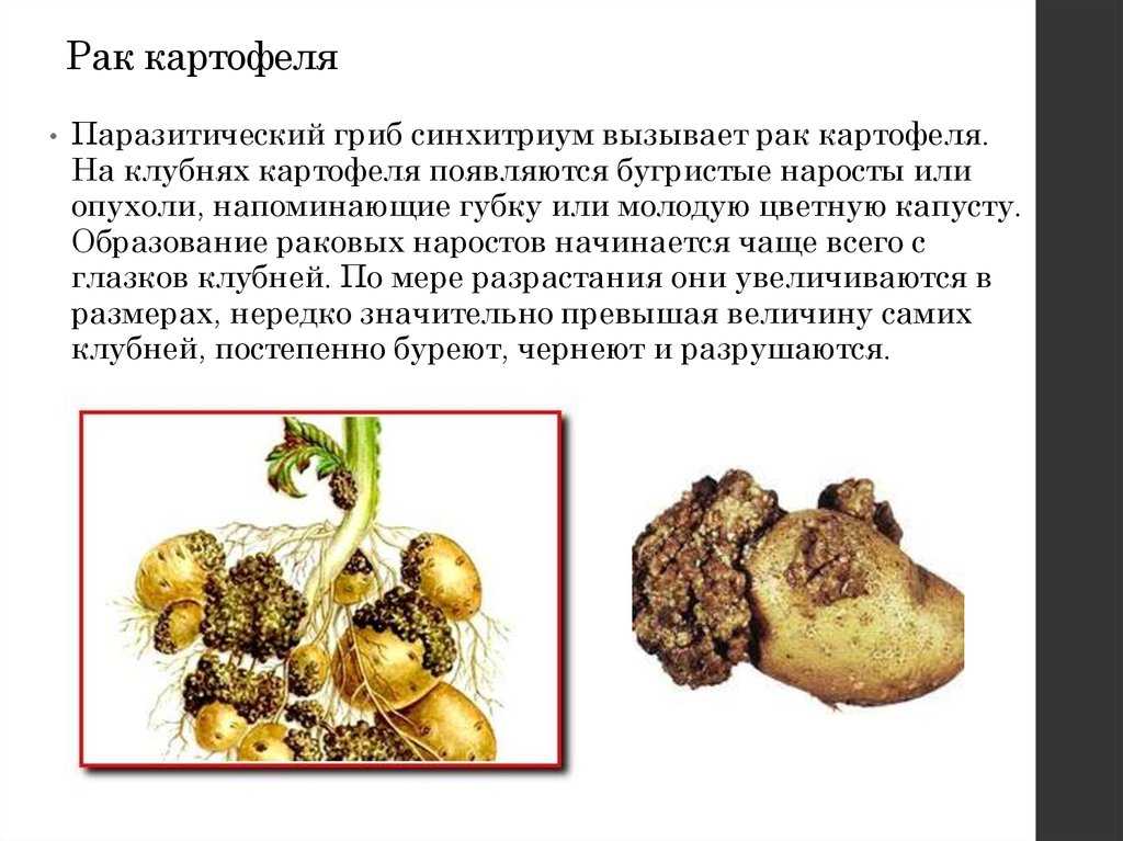 Болезни картофеля и борьба с ними на огороде