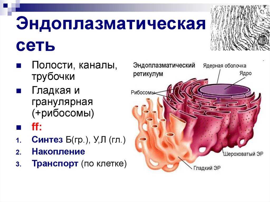 Эндоплазматическая сеть мышечного волокна
эндоплазматическая сеть мышечного волокна