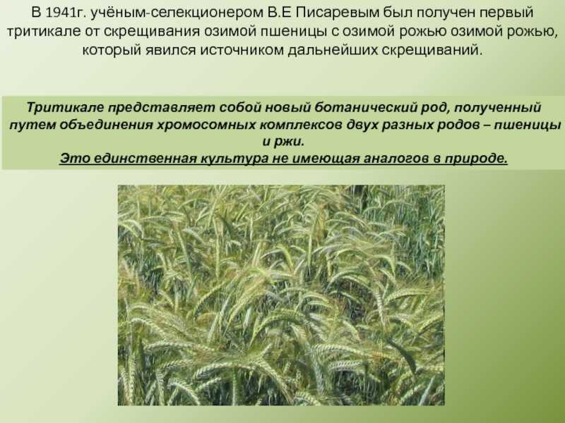 Выращивание тритикале