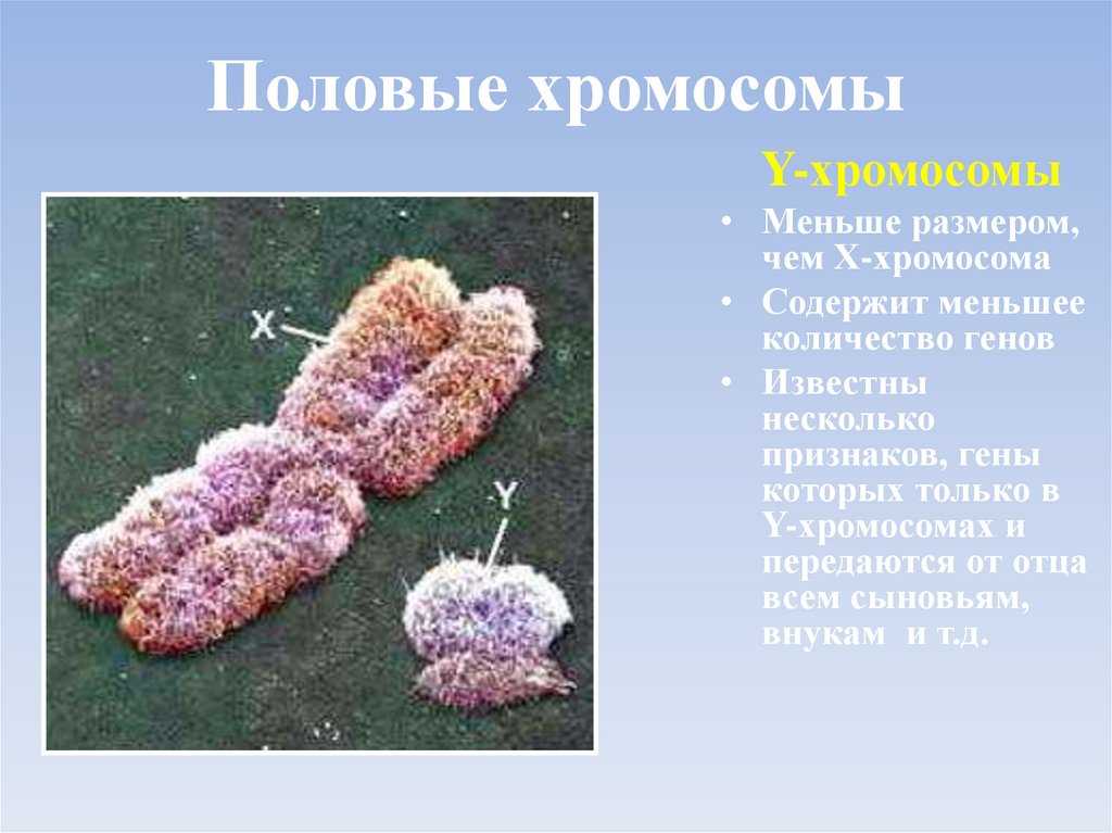 Презентация на тему генетика пола