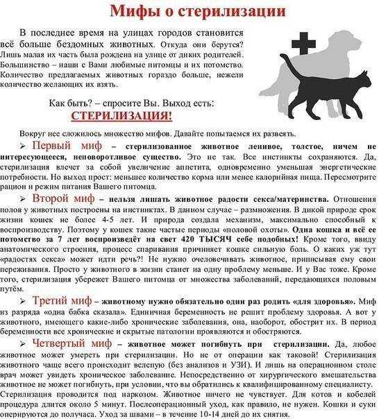 Что нужно знать о стерилизации собаки: описание процедуры, риски, уход за питомцем
