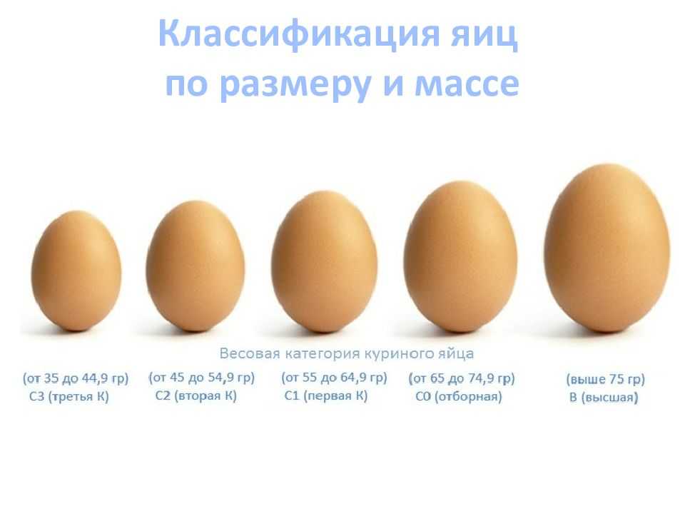 Эмбриональное развитие птиц  - всё для чайников
