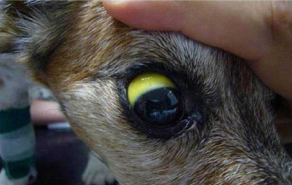 Аденовирусная инфекция у собак: симптомы, передается ли человеку, чем лечить