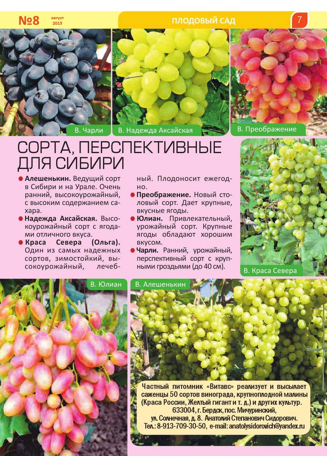 Виноград в сибири для начинающих: посадка и уход, выращивание, формирование куста
