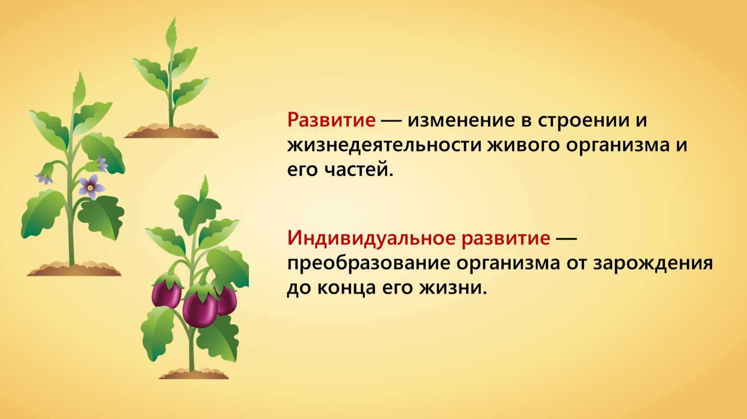 Рост и развитие растения