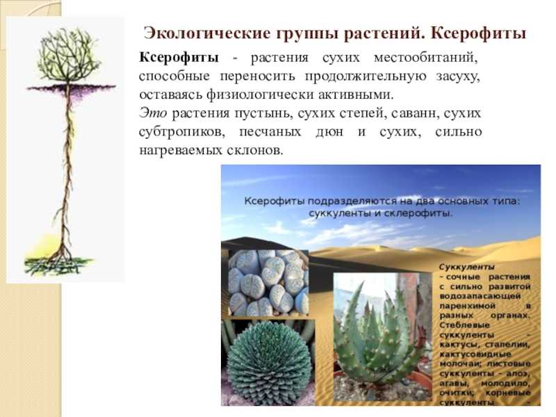 Каковы особенности ксерофитов?