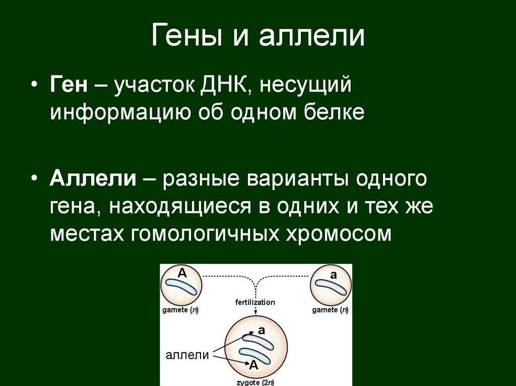 Взаимодействие аллельных генов