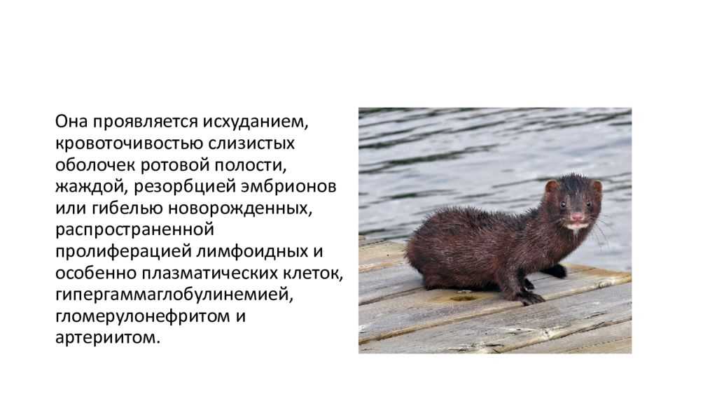 Изучение противовирусной активности антисмысловых рнк и рибозимов в отношении инфекции, вызываемой вирусом алеутской болезни норок