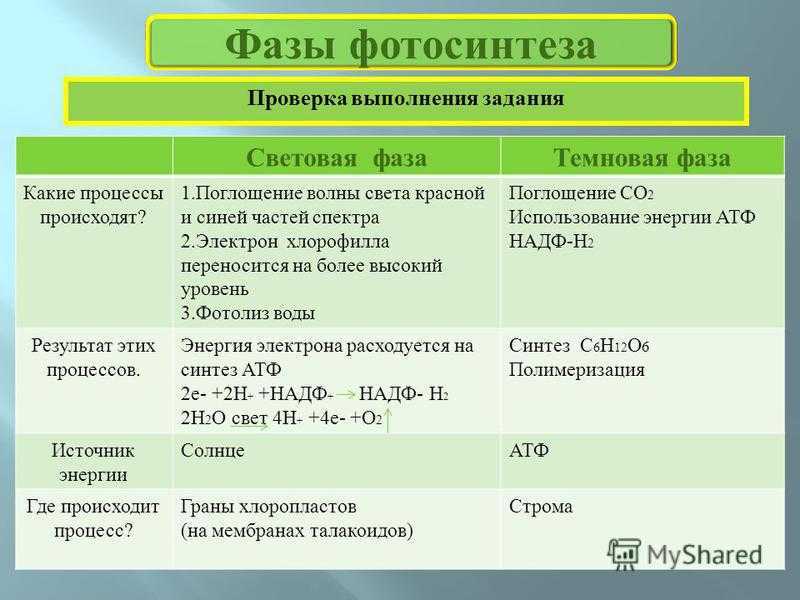 Дыхание растений – кратко и понятно о процессе (6 класс)