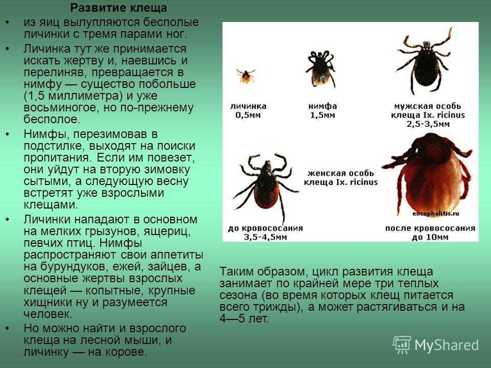 Клещ поселковый. аргасовые клещи - все о наших питомцах - 25 сентября - 43341278472 - медиаплатформа миртесен