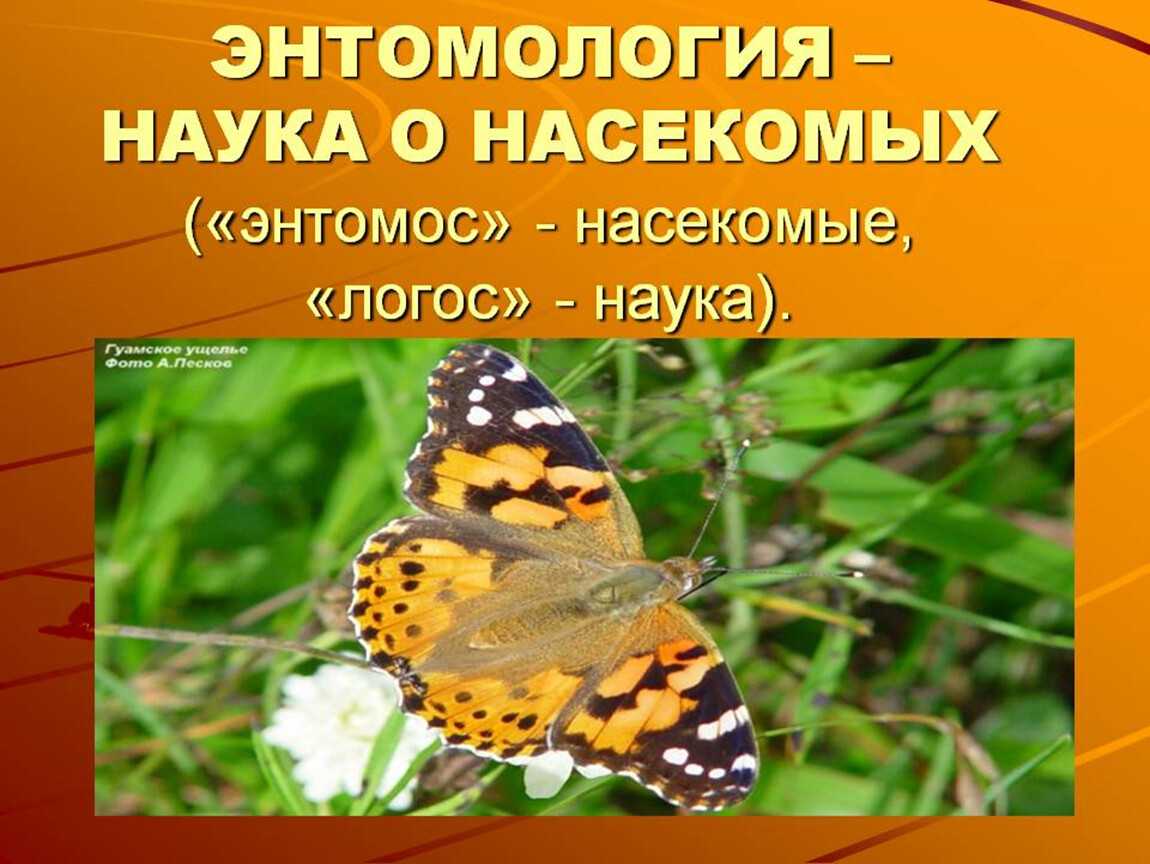 Энтомология - это что за наука? что изучает энтомология - роскомреалити