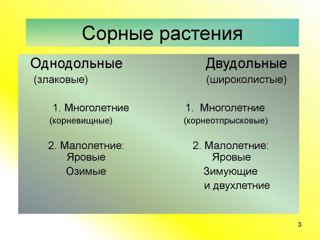 Двудольные сорняки: описание, меры борьбы. виды и перечень