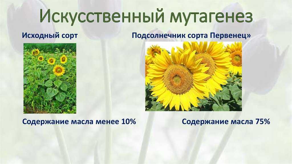 Искусственный мутагенез и его примеры