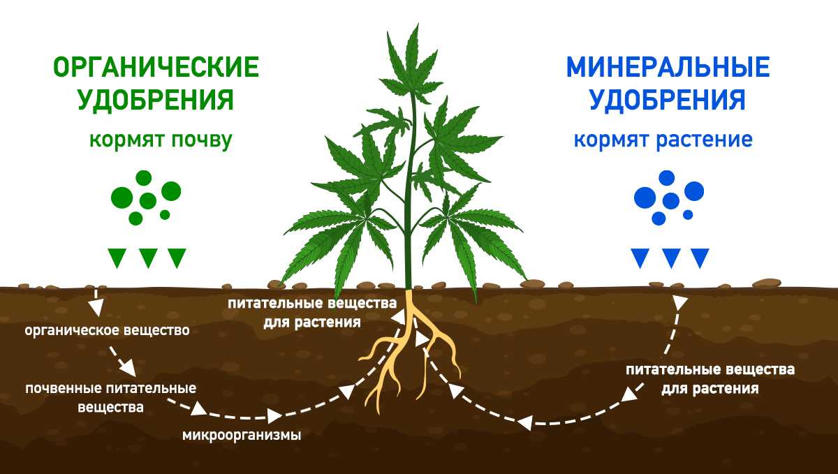 10 неочевидных проблем почвы, снижающих урожай на вашем участке — ботаничка