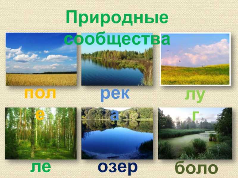 Природное сообщество это кратко