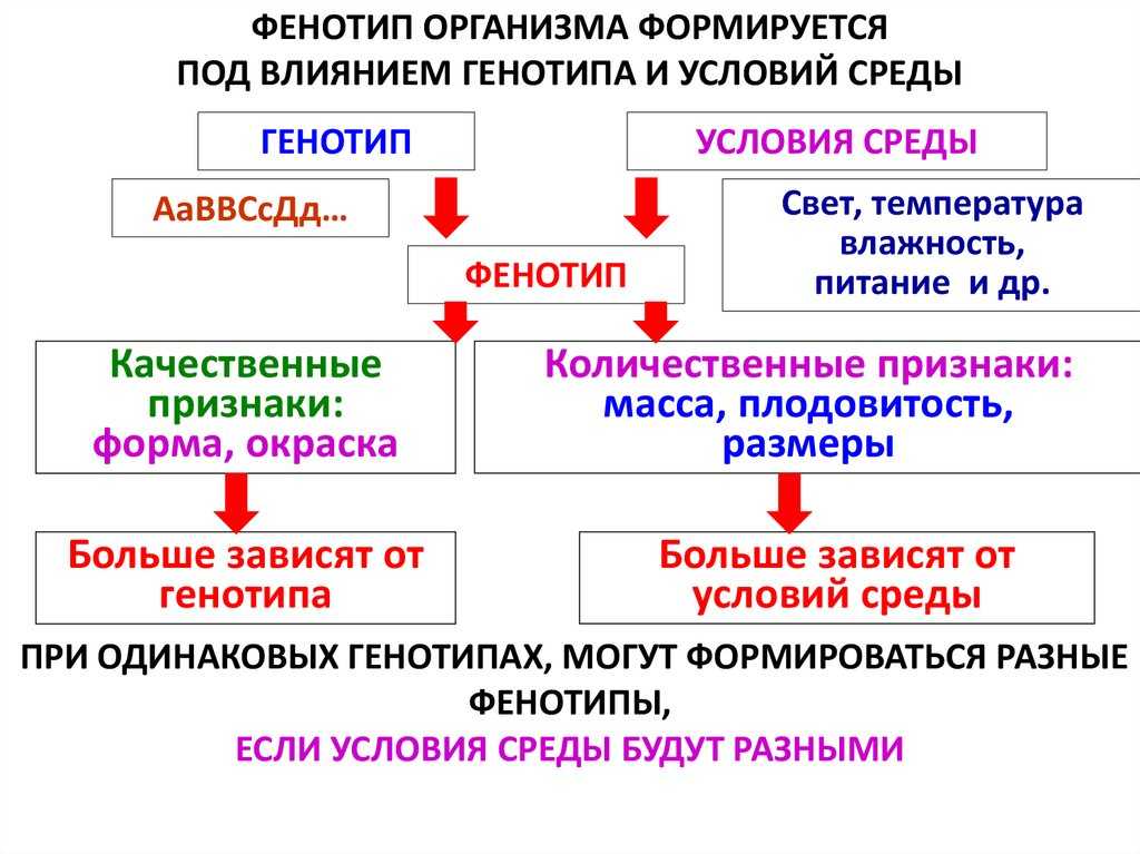 Тема:  наследственная и ненаследственная изменчивость. презентация, доклад, проект