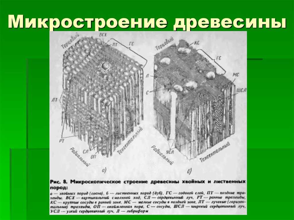 Строение древесины