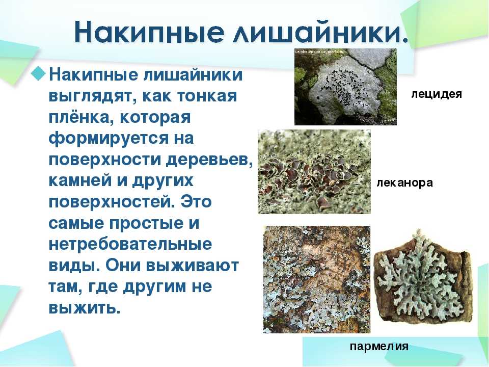 Лишайники — общая характеристика, значение лишайников в природе