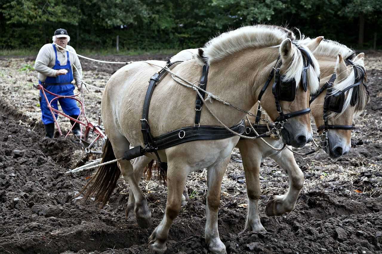 Применение лошадей в фермерском хозяйстве и виды работ