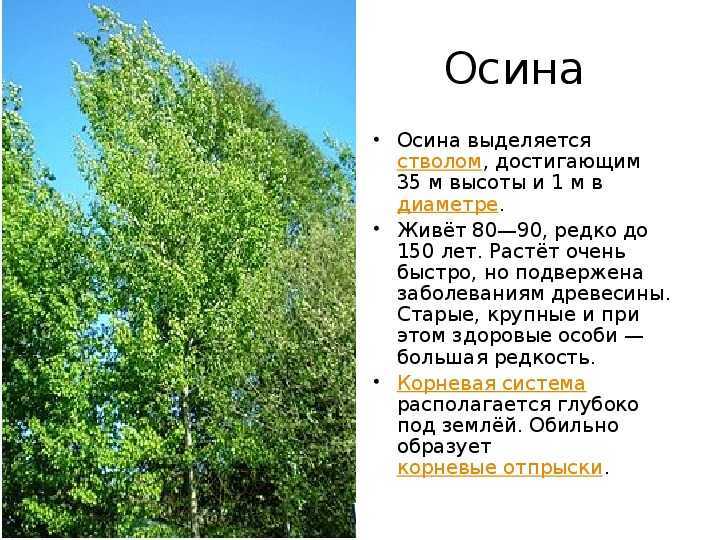 Осина обыкновенная: как выглядит дерево, листья и плоды. чем отличается осина от тополя