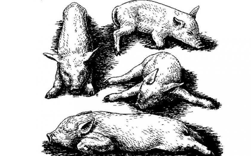 Дизентерия свиней: симптомы и лечение