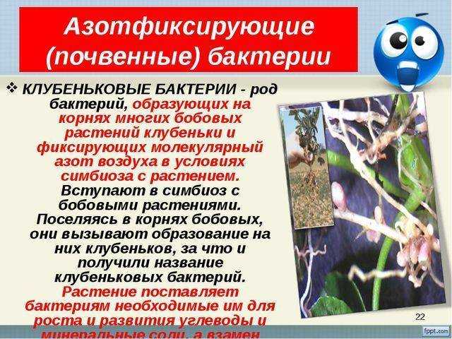Клубеньковые бактерии - их функции и условия жизнедеятельности