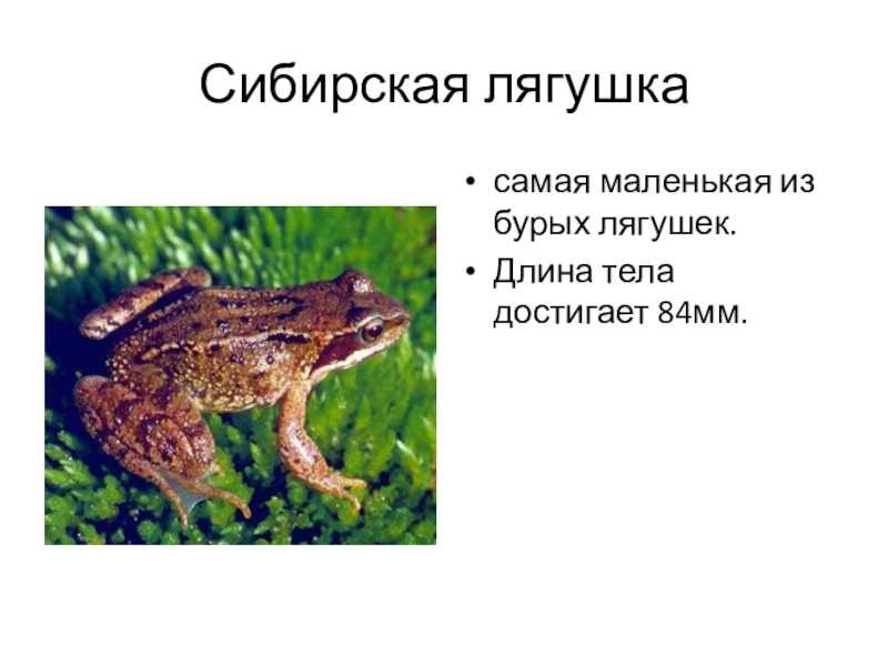 Остромордая лягушка – она же болотная