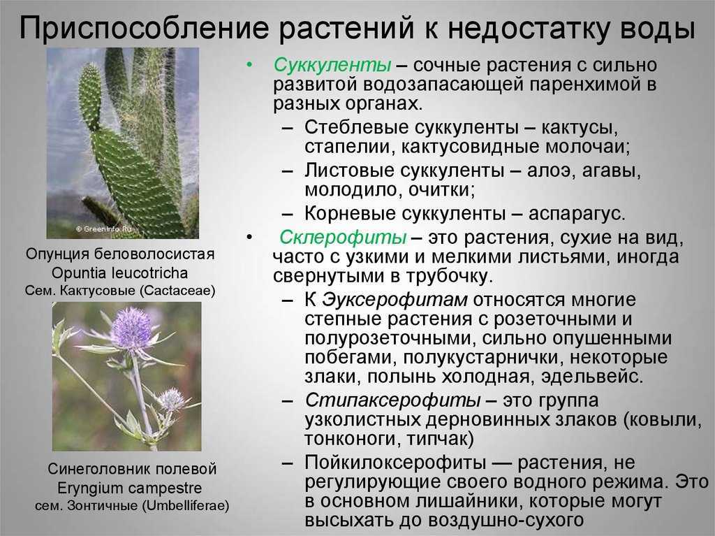 Роль ксерофитов в микробиологии и их влияние на окружающую среду