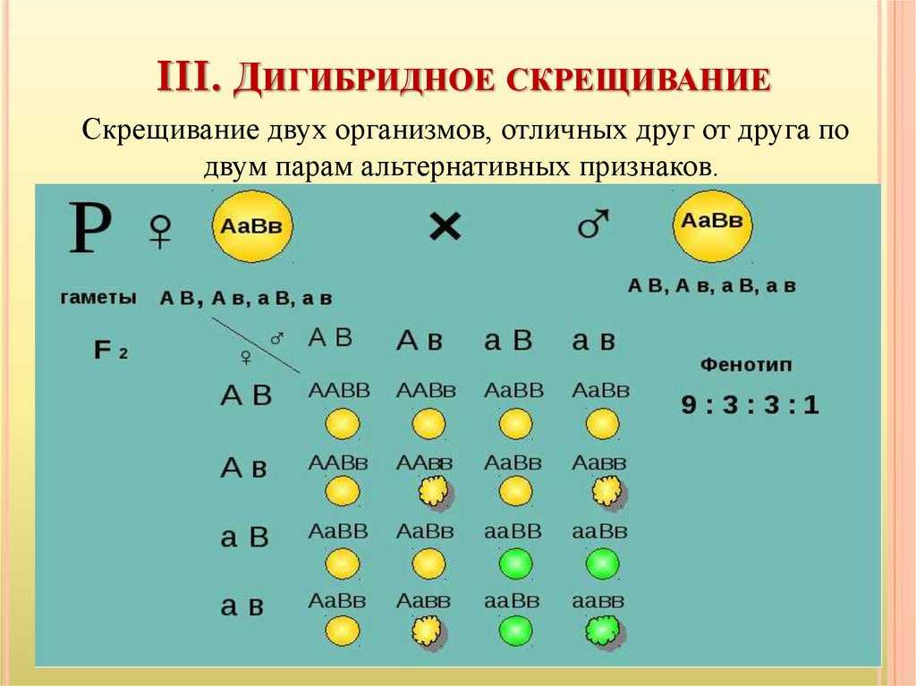 § 43. дигибридное скрещивание. третий закон менделя