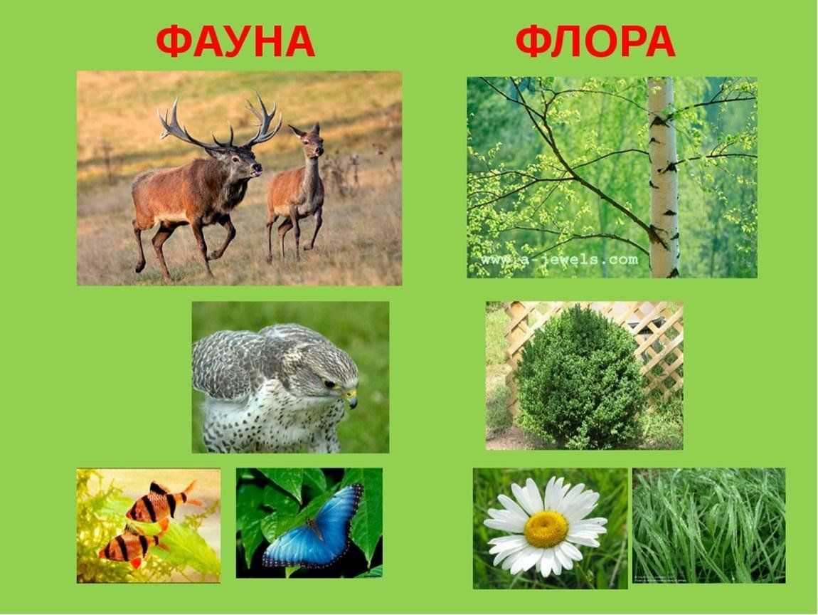 Органический мир тихого океана: флора и фауна водоема