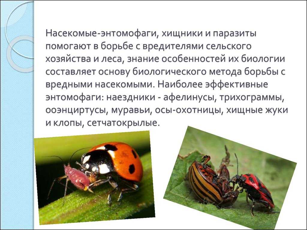 15+ полезных насекомых для сада и огорода: с фото и описанием