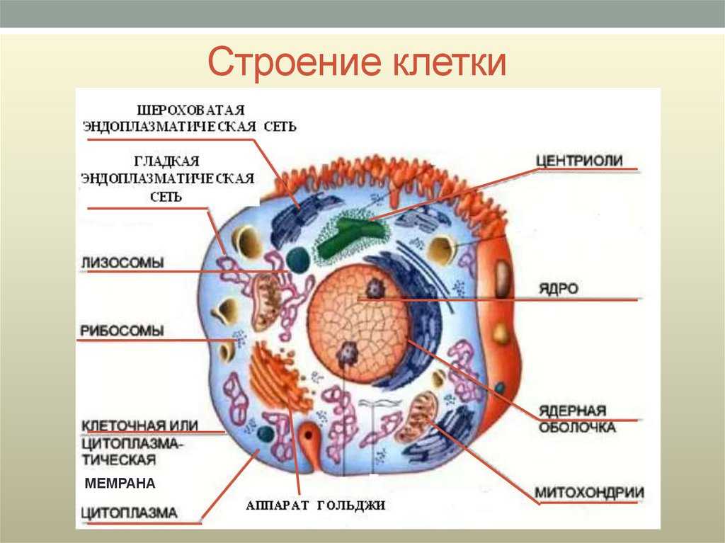 Надцарство прокариот - строение клетки - клеточный уровень организации живого - учебник биология - чебышев н. в. - вунмц 2000
