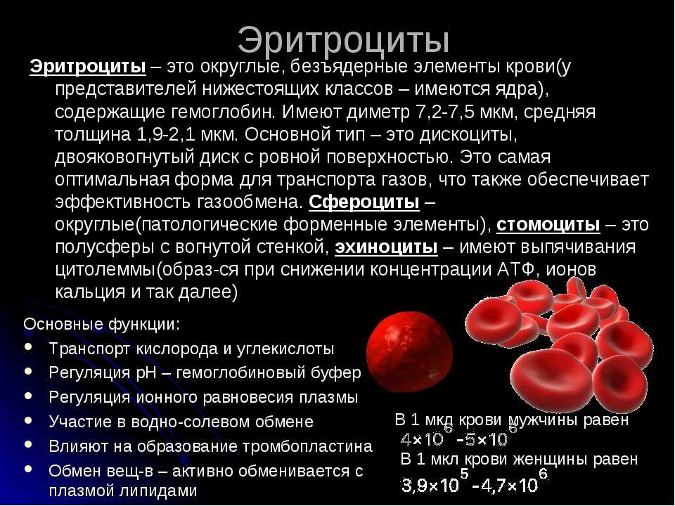 Строение кровеносной системы млекопитающих и состав крови животных - tarologiay.ru