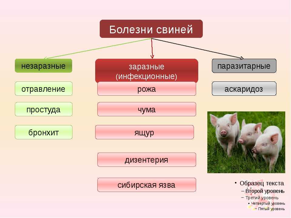 Патологическая анатомия, секционный курс, судебноветеринарная экспертиза