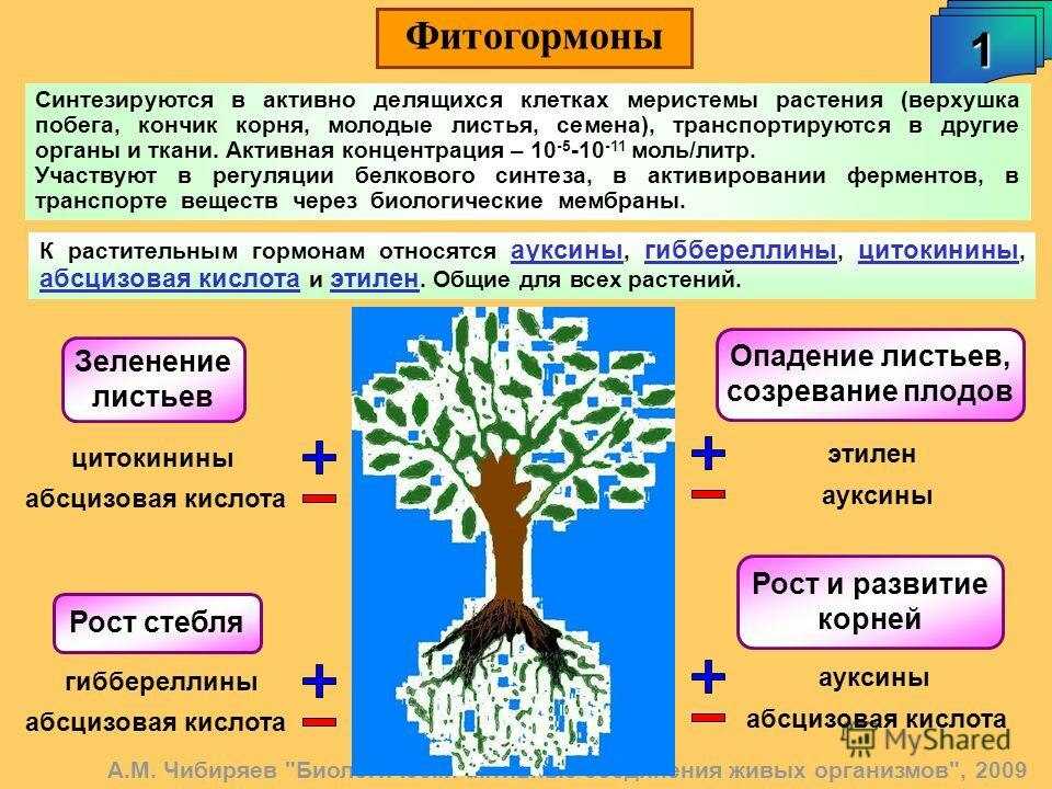 Кинин