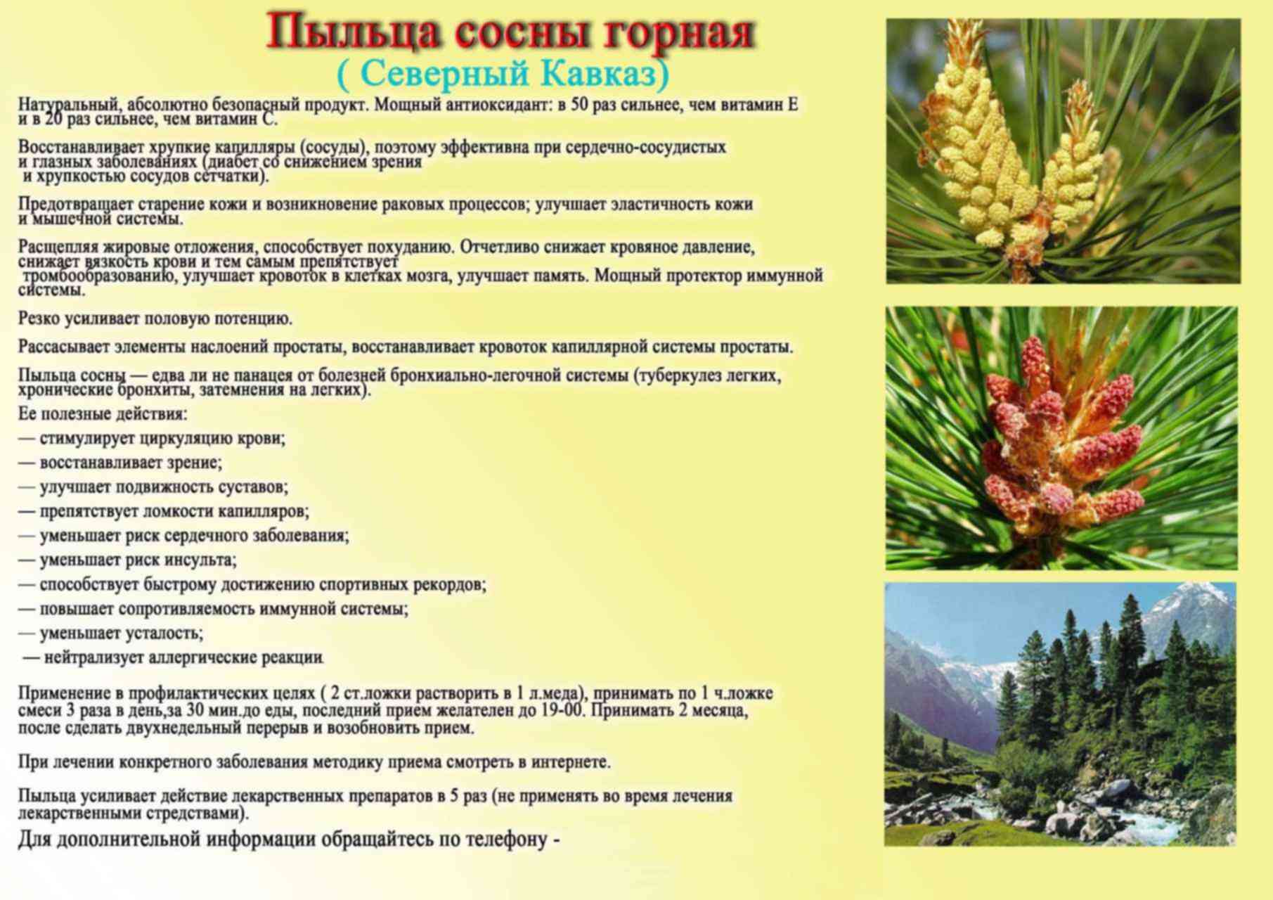 Сосновый сок: как правильно собирать, готовить и извлечь все полезные свойства