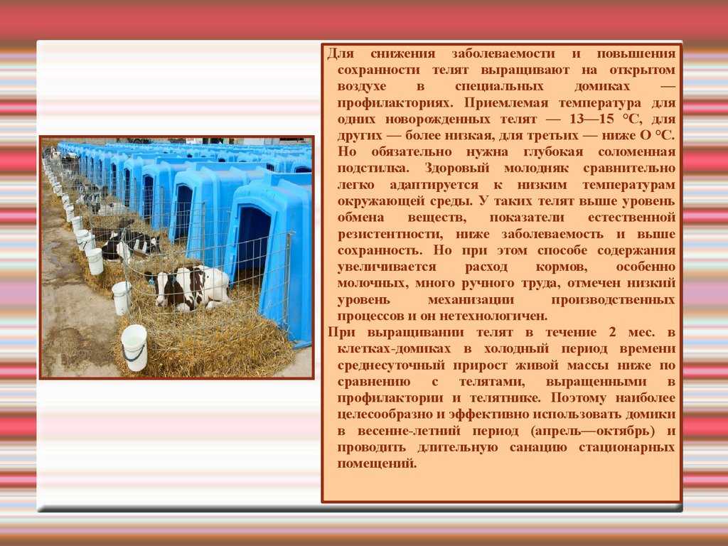 Кормление телят с первых дней жизни. чем кормить телят до полугода, чтобы быстро росли