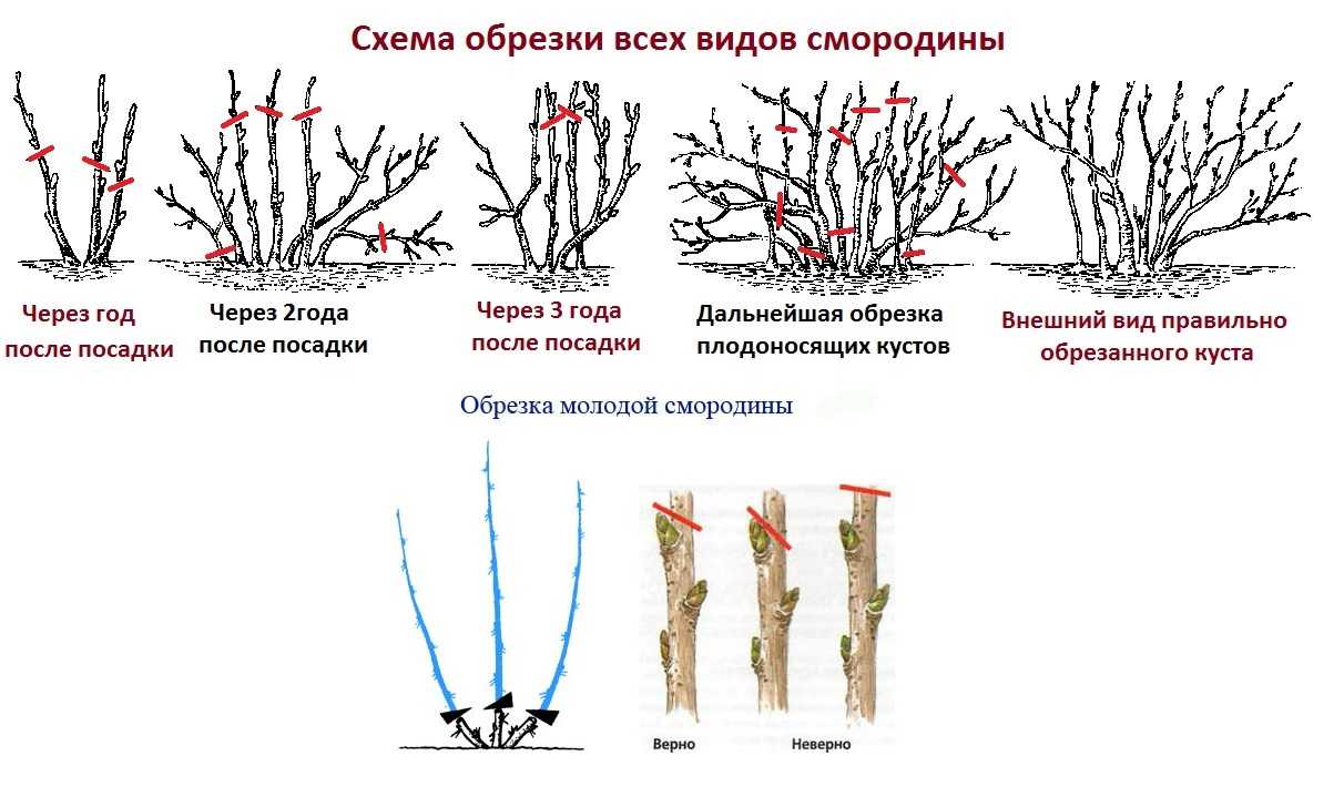 Слива для урала: лучшие сорта, фото, посадка и выращивание