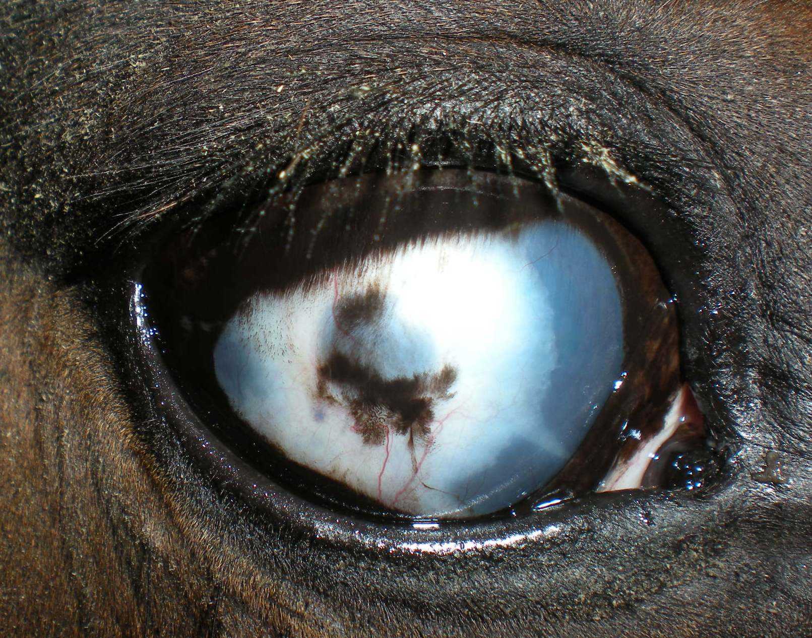 Глаза коровы: мутные, слезятся, наросты