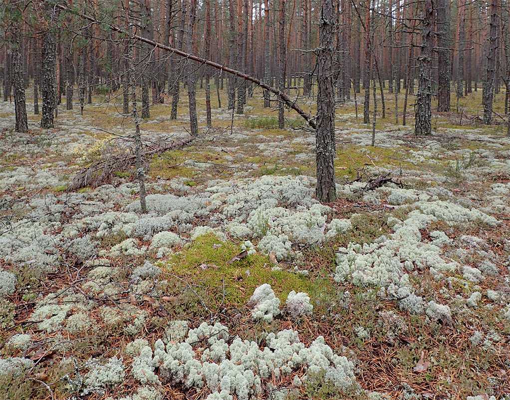 Лес или карьер? жители корткеросского района борются за сохранность бора | общество | аиф коми