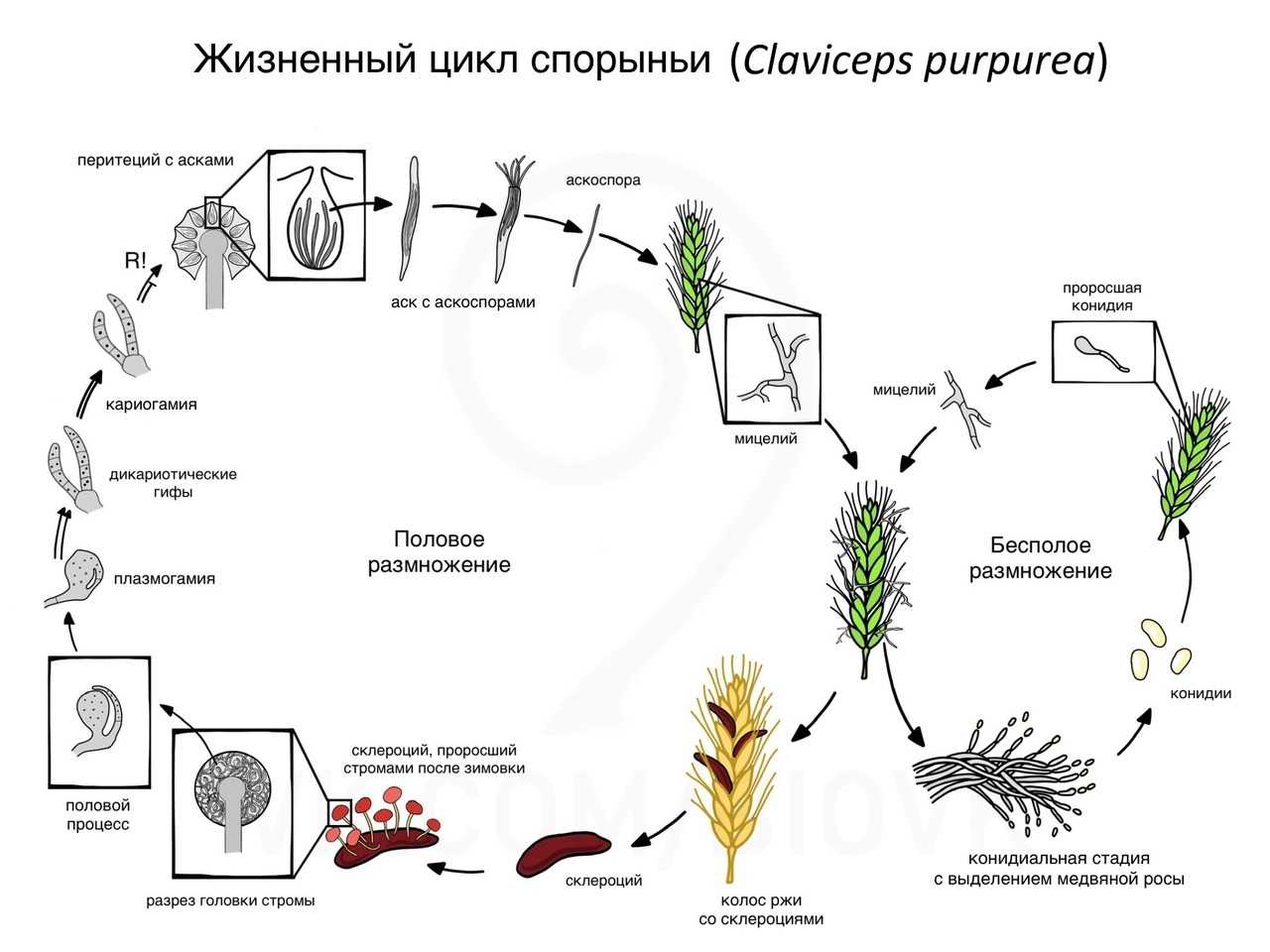 Характеристики, морфология и жизненный цикл saccharomyces cerevisiae
