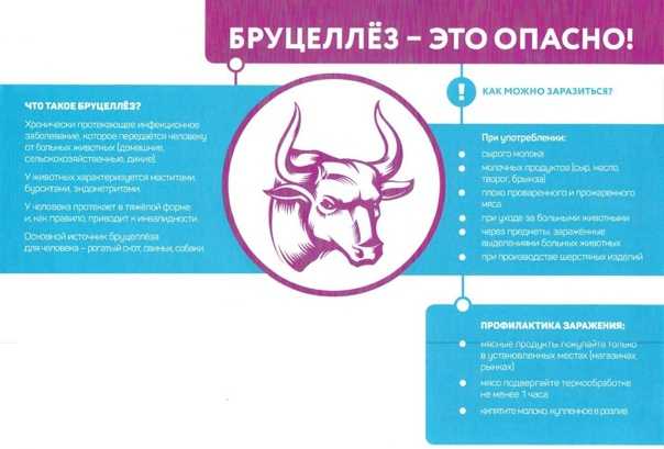 Бруцеллез у крс