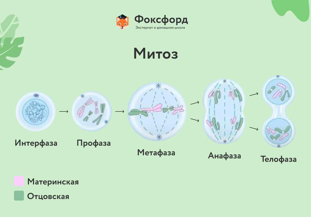 Митоз и мейоз: основные отличия и их роль в процессах размножения