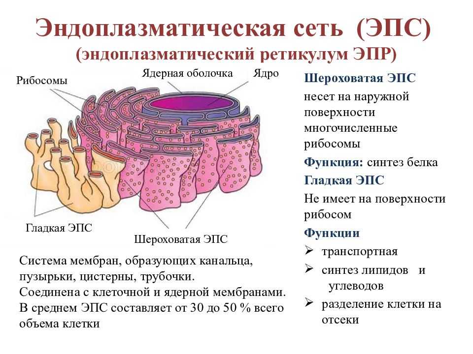 Эндоплазматическая сеть строение и функции таблица 9 класс кратко