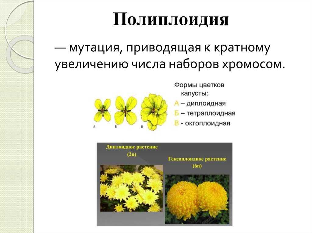 Как составить полиплоидный ряд